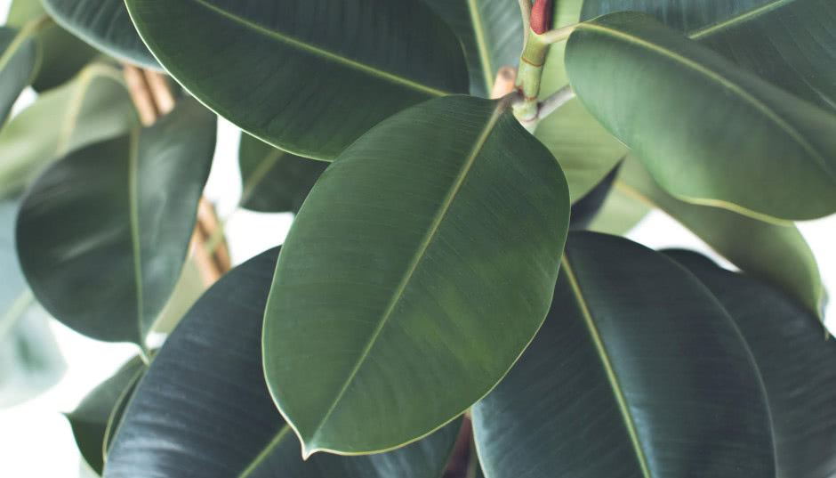 Dlaczego fikus gubi liście? Pielęgnacja, uprawa, choroby i odmiany fikusa