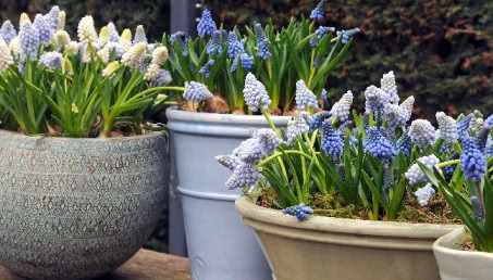 Wiosenne kwiaty - szafirki