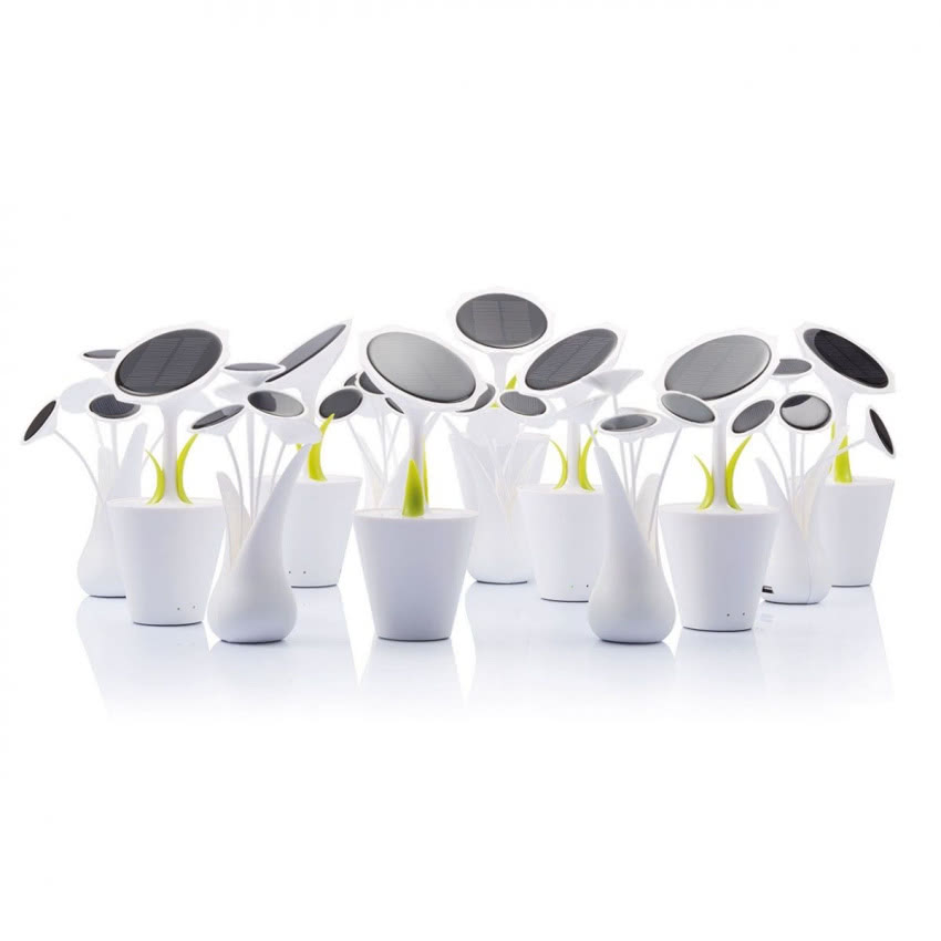 Ten kwiatek pobiera energię słoneczną, którą...