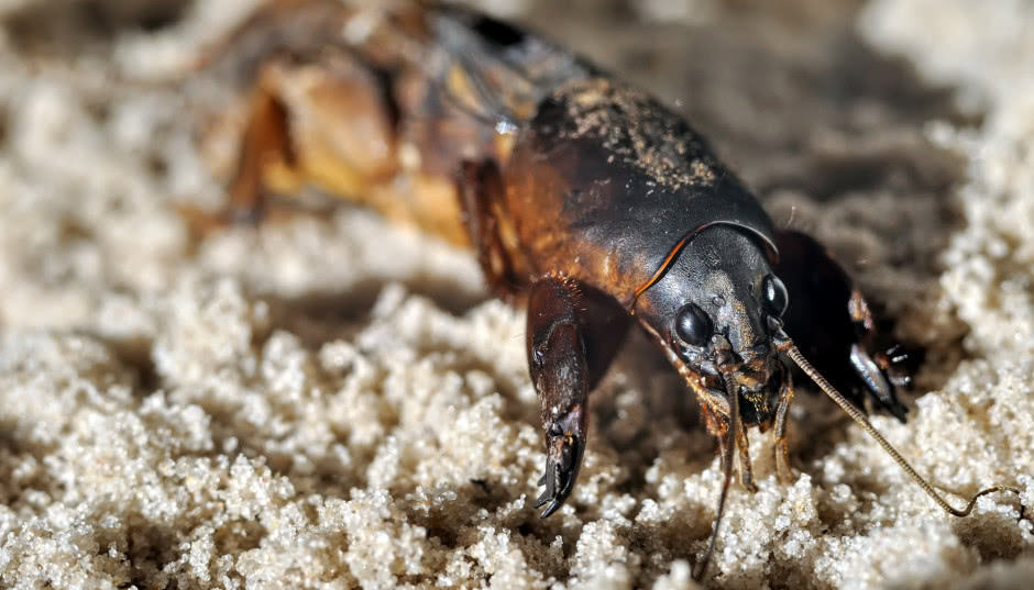 Turkuć podjadek - jak wygląda i czy jest groźny?