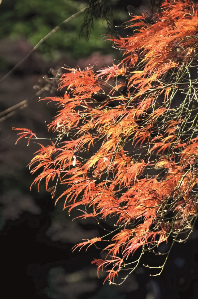 Rośliny do ogrodu japońskiego - klon