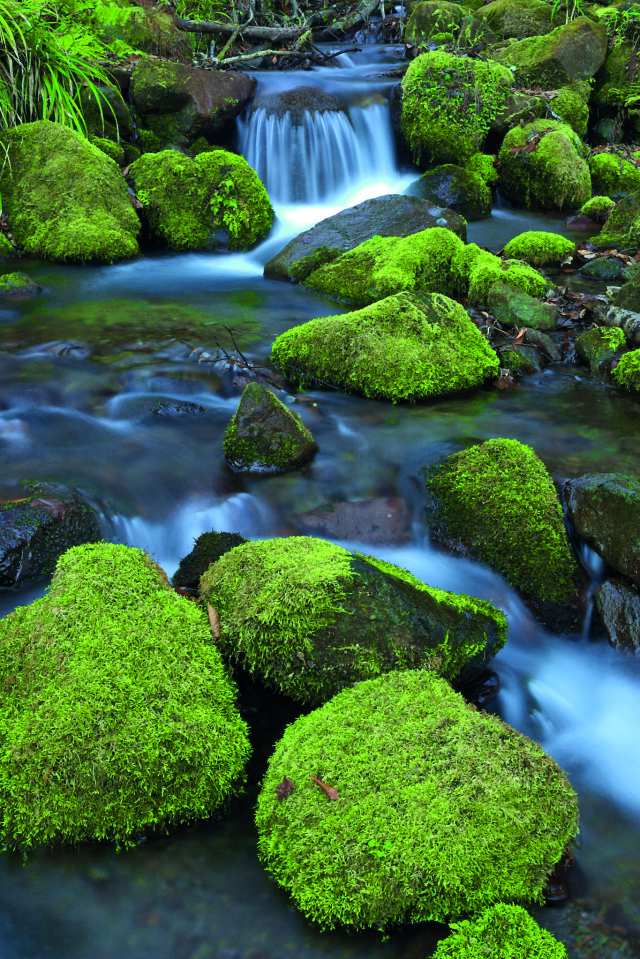 Woda w ogrodzie japońskim.