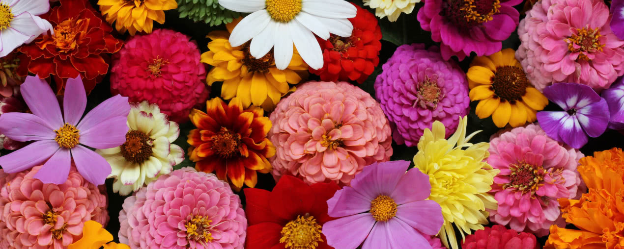 Kwiaty w kulturze i sztuce - zwierciadło emocji i przemijania