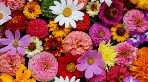 Kwiaty w kulturze i sztuce - zwierciadło emocji i przemijania