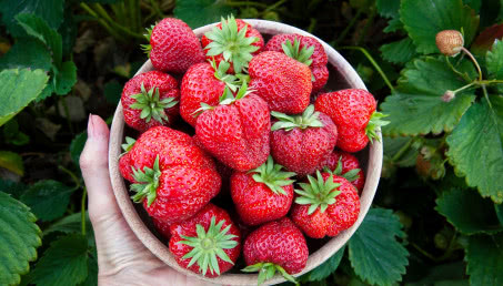 Truskawki w doniczkach i przydomowym ogrodzie - uprawa i pielęgnacja