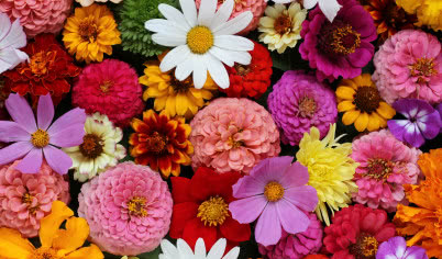 Kwiaty w kulturze i sztuce - zwierciadło emocji i przemijania