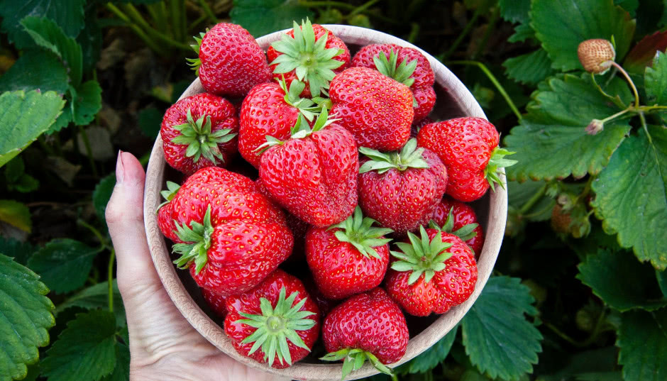 Truskawki w doniczkach i przydomowym ogrodzie - uprawa i pielęgnacja