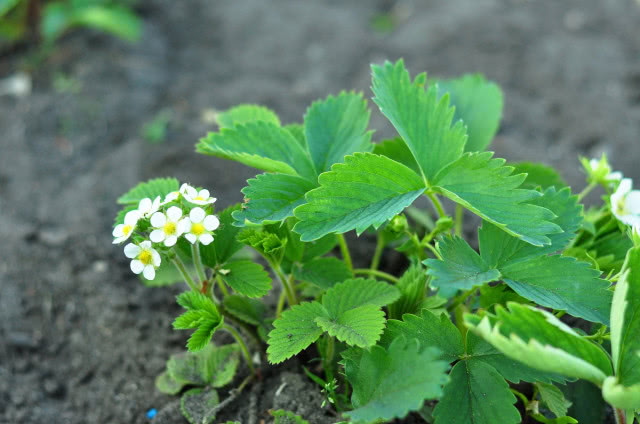 Sadzonki truskawek podczas kwitnięcia