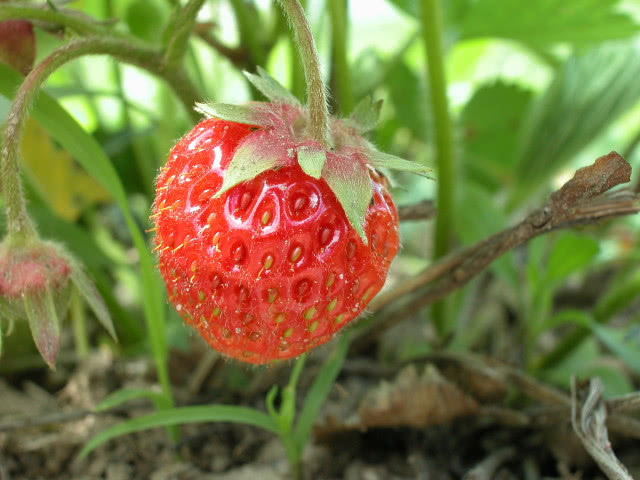 Dojrzała truskawka na krzaku