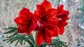 Hippeastrum - posadź w listopadzie, a zakwitnie na Boże Narodzenie