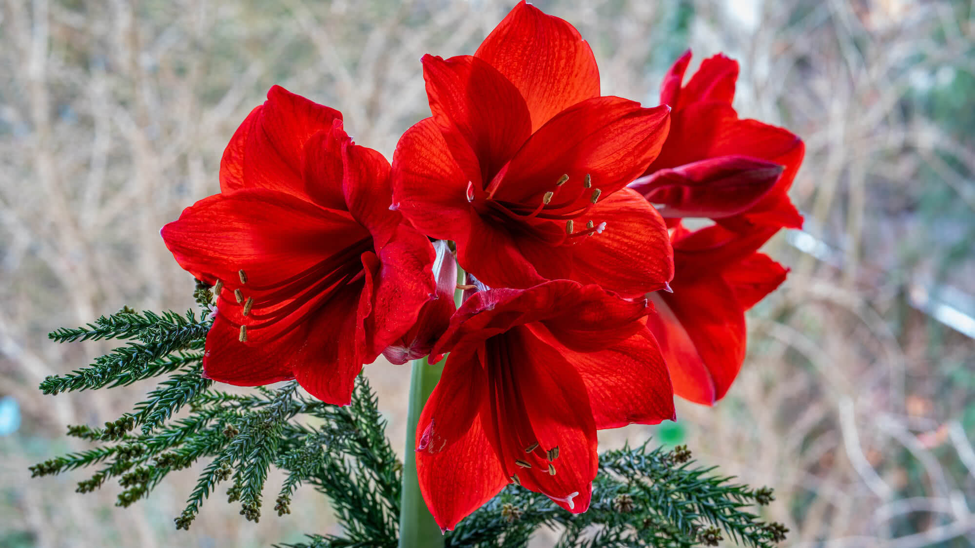 Hippeastrum - pikny kwiat na Boe Narodzenie | CzasNaWntrze