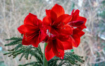 Hippeastrum - posadź w listopadzie, a zakwitnie na Boże Narodzenie