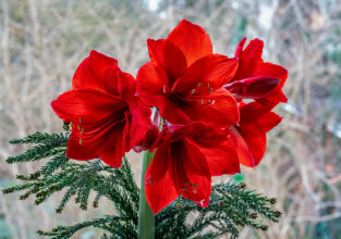 Hippeastrum - posadź w listopadzie, a zakwitnie na Boże Narodzenie