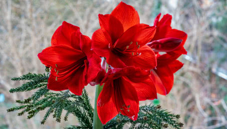 Hippeastrum - posadź w listopadzie, a zakwitnie na Boże Narodzenie