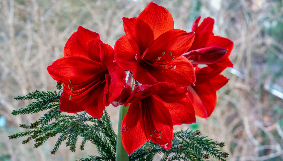 Hippeastrum - posadź w listopadzie, a zakwitnie na Boże Narodzenie
