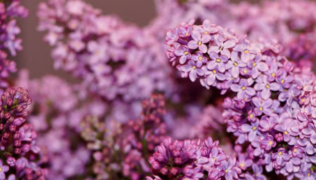 Lilak pospolity (bez) - jak wygląda i jak pachnie? Uprawa, odmiany, pielęgnacja