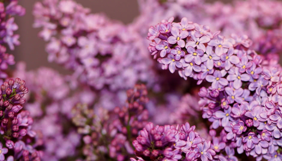 Lilak pospolity (bez) - jak wygląda i jak pachnie? Uprawa, odmiany, pielęgnacja