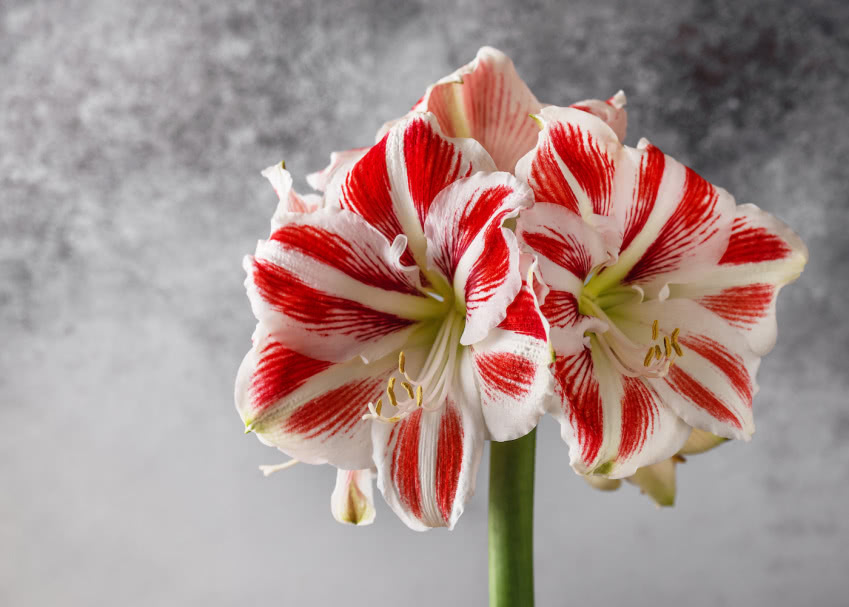 Hippeastrum będzie piękną ozdobą świątecznego...