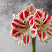 Grudnik kwitnie na Boże Narodzenie.