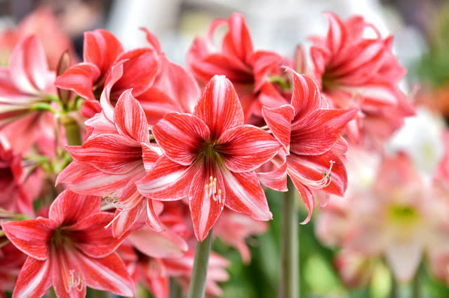 Hippeastrum