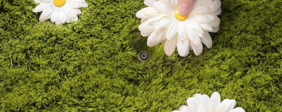 Zielony dywan czy raczej trawnik?