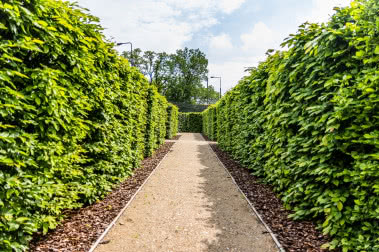 Jakie rośliny najlepiej sprawdzą się na żywopłot?