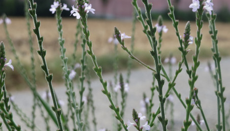 Werbena pospolita - wymagania, uprawa i pielęgnacja