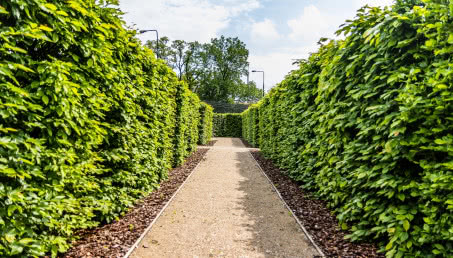 Jakie rośliny najlepiej sprawdzą się na żywopłot?