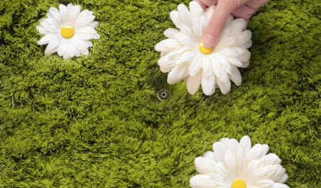 Zielony dywan czy raczej trawnik?