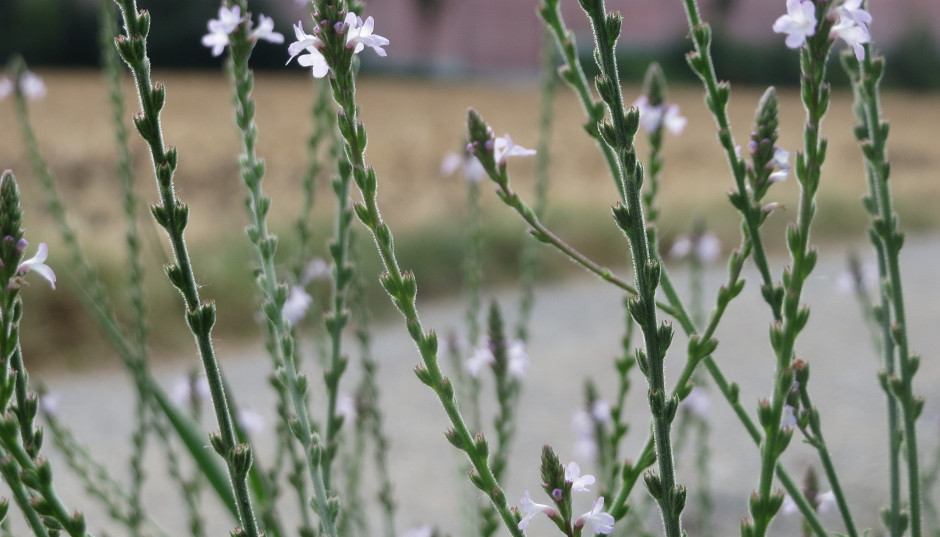 Werbena pospolita - wymagania, uprawa i pielęgnacja