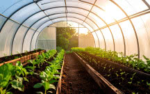 Tunel foliowy przez cały sezon - jak dbać o wietrzenie, podlewanie i ochronę roślin?