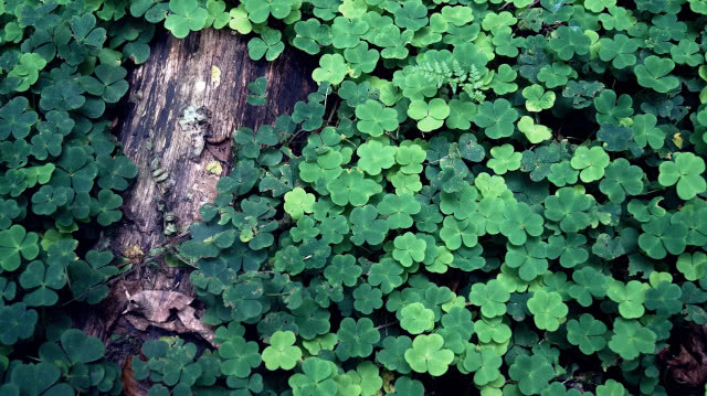 koniczyna w ogrodzie