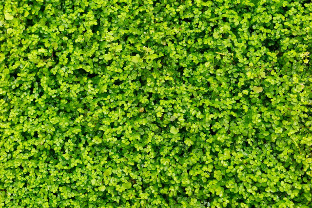 koniczyna w ogrodzie