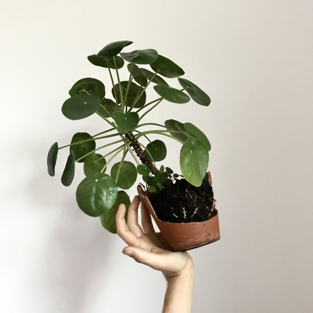 WZORY online - lista warsztatów