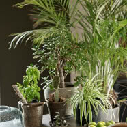 Zielone mieszkanie na Grochowie. Ma dwie szklane oranżerie!