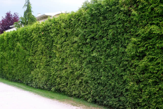 Jakie rośliny najlepiej sprawdzą się na żywopłot?