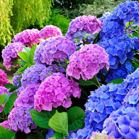 hortensja drzewiasta
