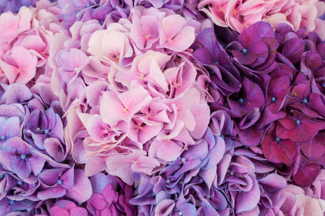 Hortensje - eksplozja barw w ogrodzie