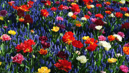 Naturalnie o ogrodach - recenzujemy najpopularniejszy podcast dla ogrodników!