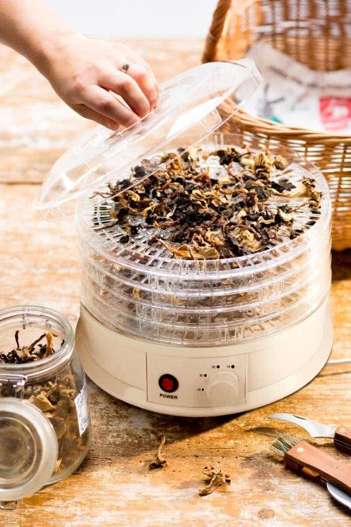 suszarka do grzybów