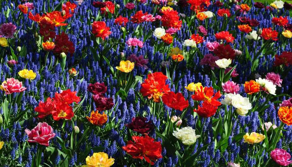 Naturalnie o ogrodach - recenzujemy najpopularniejszy podcast dla ogrodników!