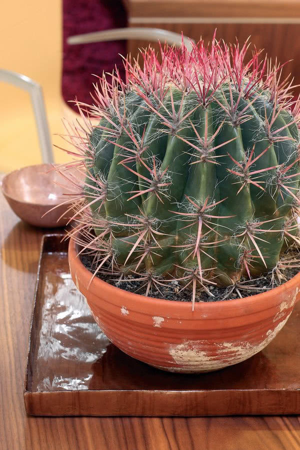 Kaktusy będą najpiękniej rosły, jeśli na zimę...