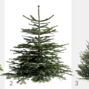 Choinki cięte: 1. Jodła kaukaska. 2. Jodła...