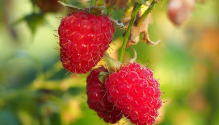 Uprawa malin w przydomowym ogrodzie - jaką odmianę wybrać i jak szybko zebrać plony?
