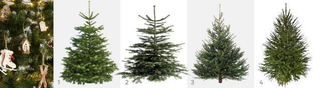 Rodzaje choinek ciętych