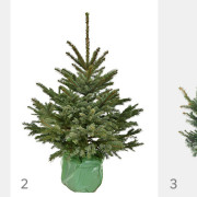 Choinki cięte: 1. Jodła kaukaska. 2. Jodła...