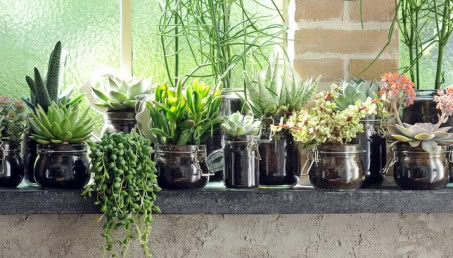 Sukulenty - rośliny dla zapominalskich