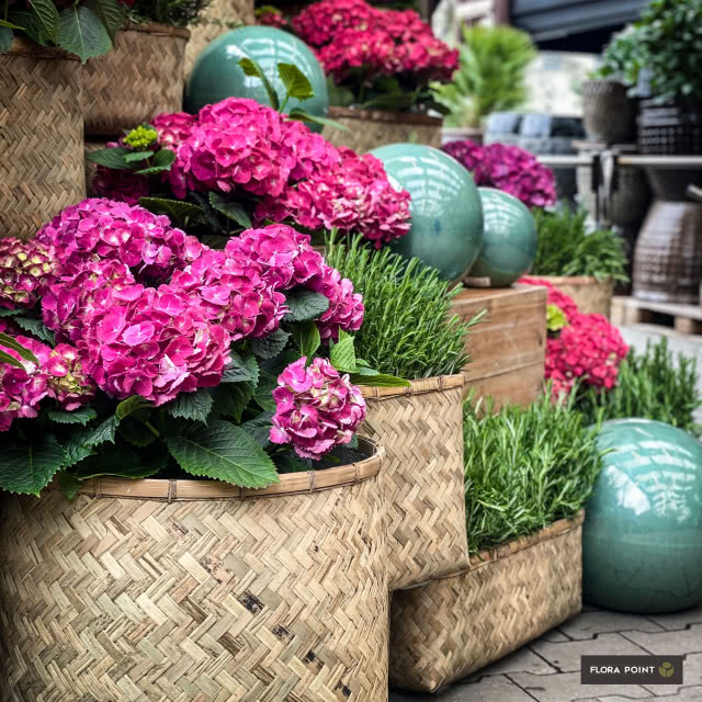 Hortensje - eksplozja barw w ogrodzie