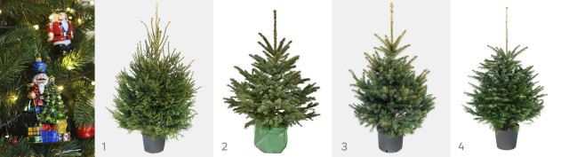 Rodzaje choinek kopanych