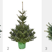 Choinki cięte: 1. Jodła kaukaska. 2. Jodła...